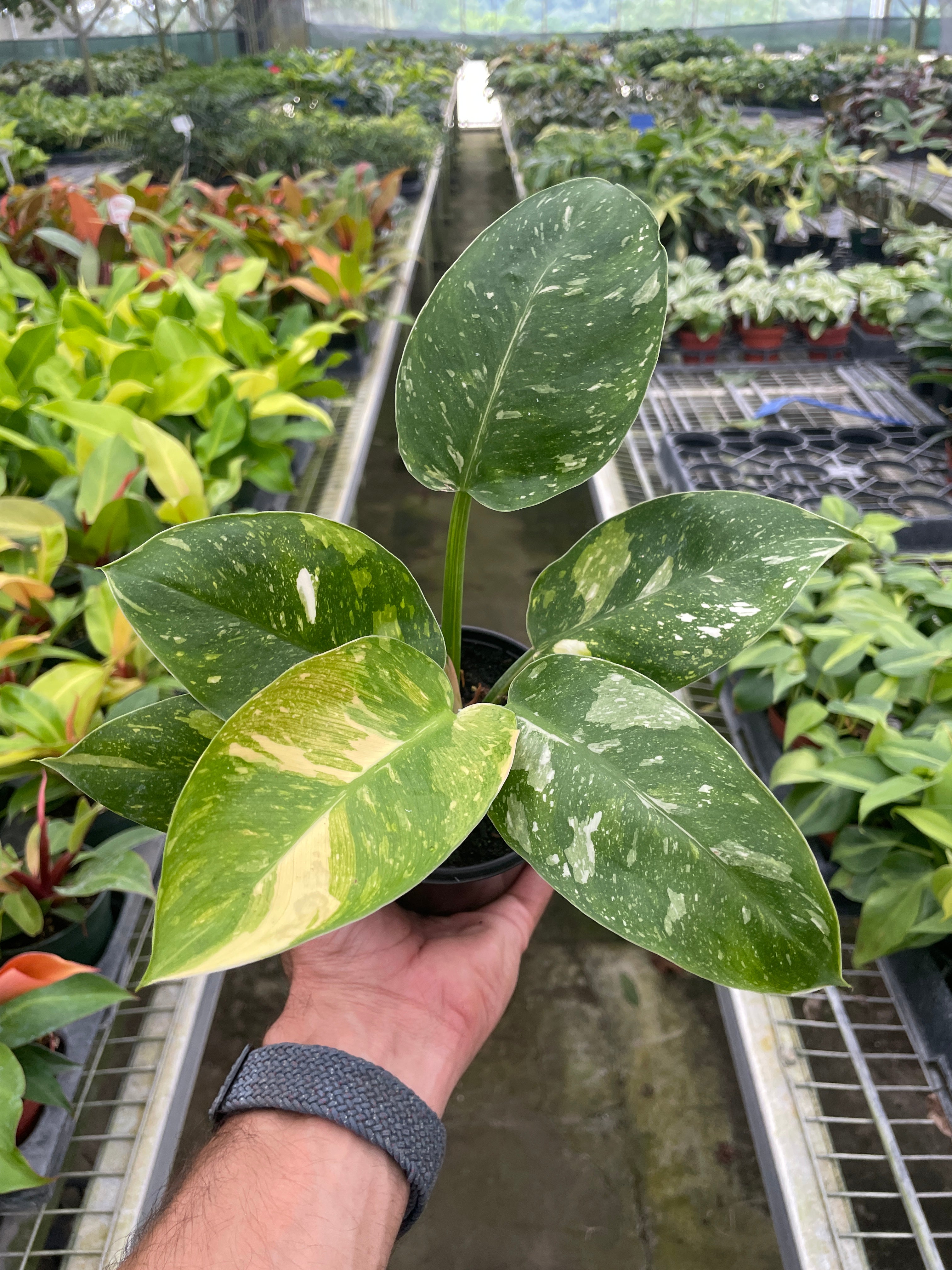 4" Pot - Philodendron 'Congo Nuclear'